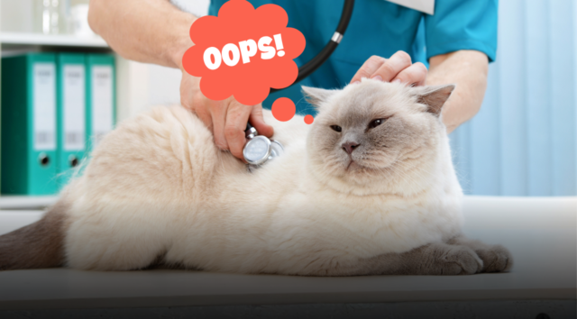 Come cambia il gatto quando invecchia: le attenzioni quotidiane, i controlli medici e i trucchi per farlo vivere a lungo felice