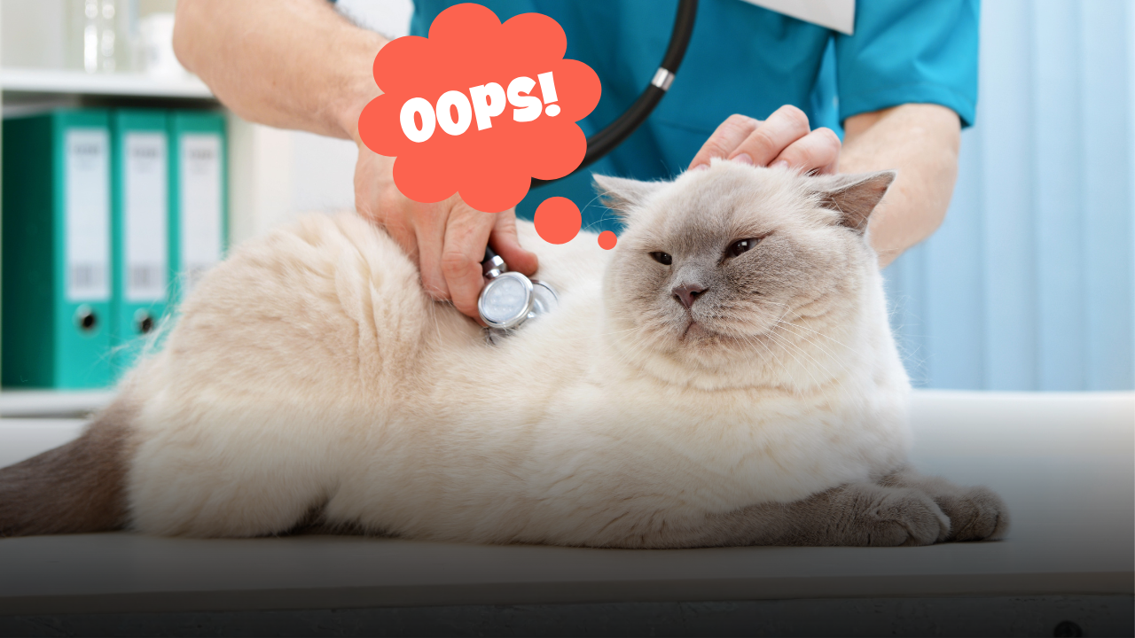 Come cambia il gatto quando invecchia: le attenzioni quotidiane, i controlli medici e i trucchi per farlo vivere a lungo felice