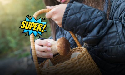 Andare per funghi in autunno senza correre pericoli: i passaggi fondamentali per raccogliere, conservare e verificare il raccolto