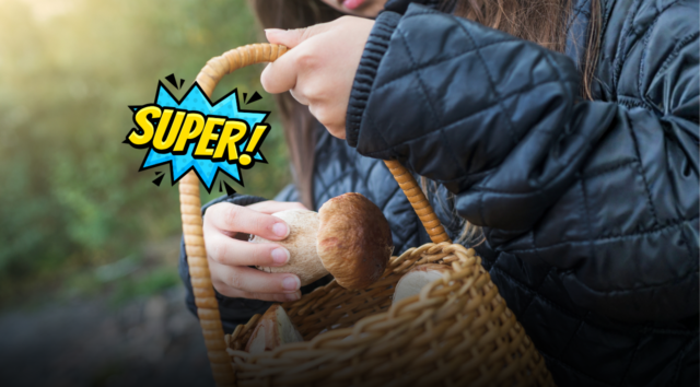 Andare per funghi in autunno senza correre pericoli: i passaggi fondamentali per raccogliere, conservare e verificare il raccolto