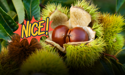 Castagne, la stagione è arrivata: regole di raccolta, luoghi ideali e i segreti per congelarle o trasformarle in farina