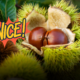 Castagne, la stagione è arrivata: regole di raccolta, luoghi ideali e i segreti per congelarle o trasformarle in farina