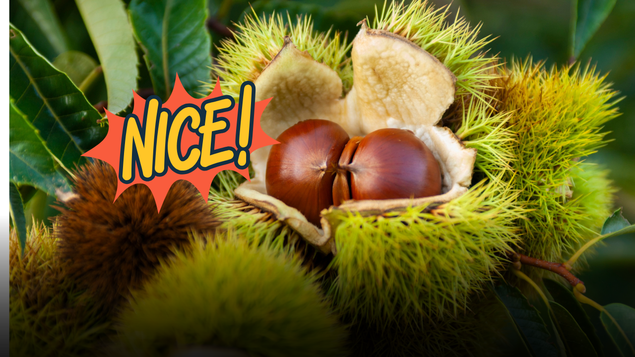 Castagne, la stagione è arrivata: regole di raccolta, luoghi ideali e i segreti per congelarle o trasformarle in farina