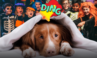 Come proteggere gli animali domestici nella notte di Halloween: i consigli dei veterinari contro stress e rischi in casa