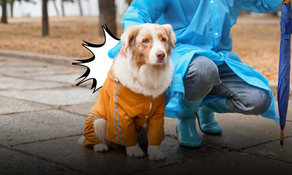 Pioggia, fango e foglie bagnate: come cambia la passeggiata autunnale del cane e cosa fare al rientro