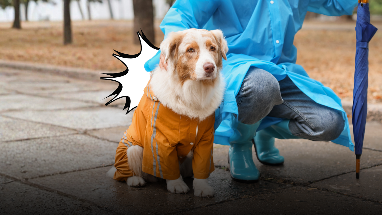 Pioggia, fango e foglie bagnate: come cambia la passeggiata autunnale del cane e cosa fare al rientro